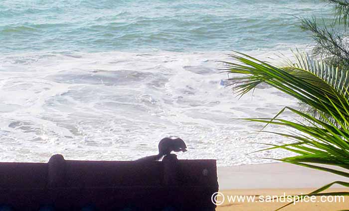 Gayana Guesthouse, Tangalle