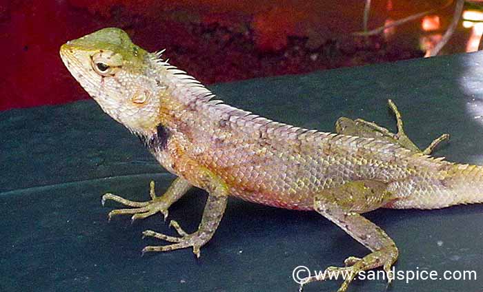 Gayana Guesthouse, Tangalle