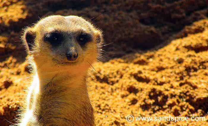 Must-do Valencia Activities