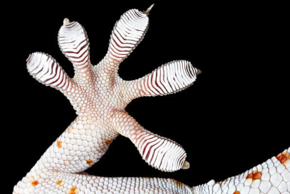 Philippines Tokay Gecko