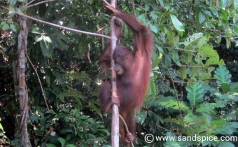 Sepilok Orangutan Rehabilitation Center