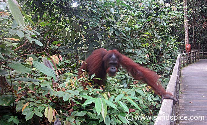 Meet the Borneo apes at Sepilok Orangutan Rehabilitation Center