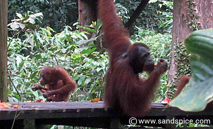 Meet the Borneo Apes at Sepilok Orangutan Rehabilitation Center
