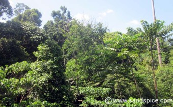Borneo rainforest discovery centre