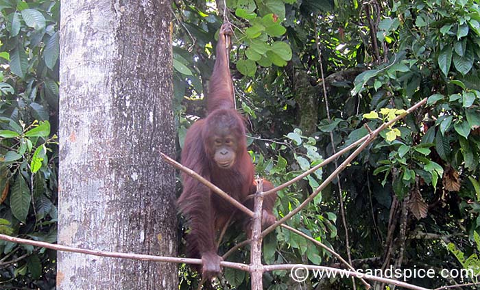 Borneo Rainforest Discovery Centre