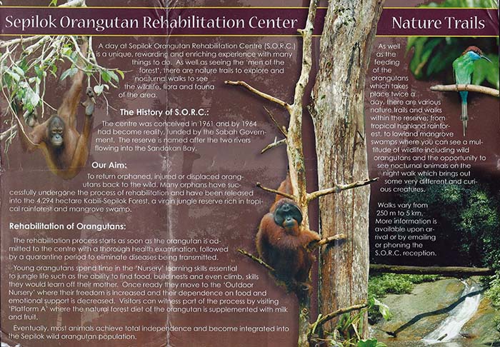 Meet the Borneo Apes at Sepilok Orangutan Rehabilitation Center