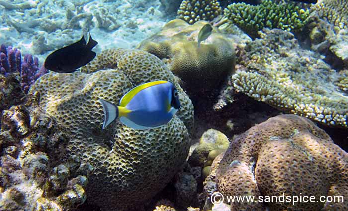 Maldives Under the Reef