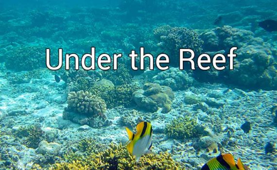 Maldives: Under the Reef