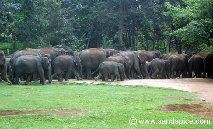 Pinnawala Elephant Orphanage: A 'circus' that exploits both elephants & tourists