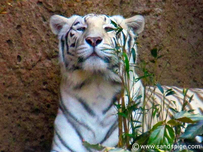 A <em><strong>White Tiger</strong></em> strikes the pose