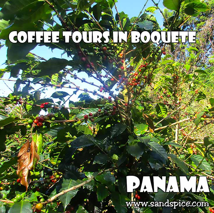Coffee Tours in Boquete Panama ☕ Best Place to Buy your Coffee