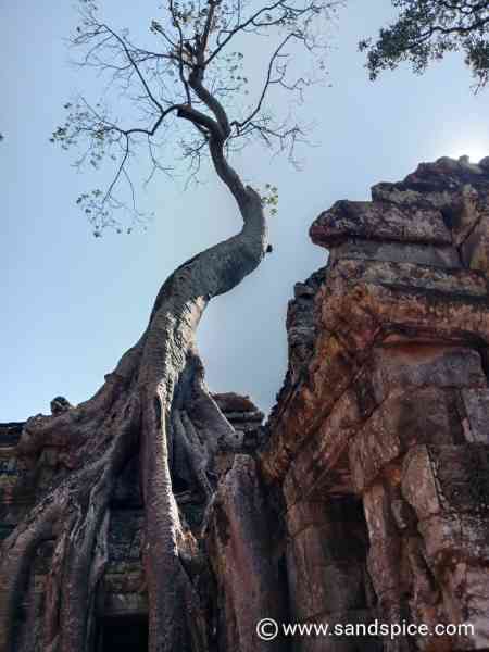 Ta Prohm Temple