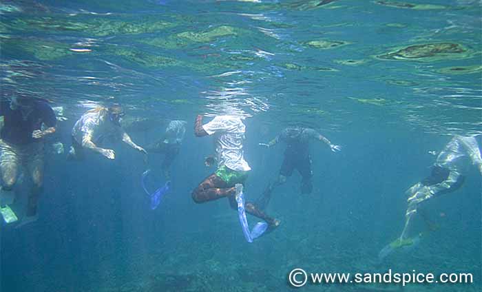 Maldives under the reef snorkel