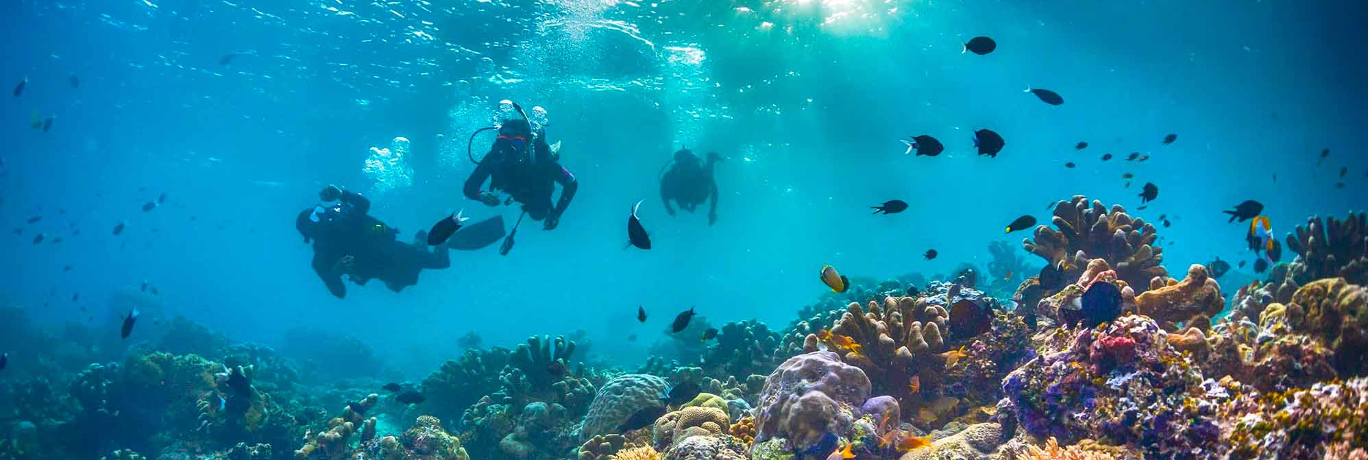 Borneo Diving banner
