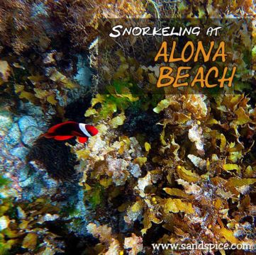 Snorkeling at Alona