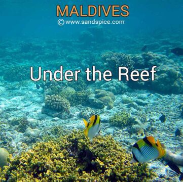 Maldives: Under the Reef Maldives: Under the Reef