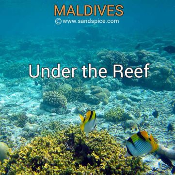 Maldives: Under the Reef Maldives: Under the Reef