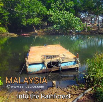 Into the Tioman Rainforest Into the Tioman rainforest 🌳 in search of that elusive waterfall...
