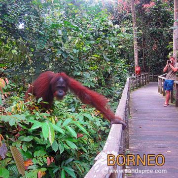 Sepilok Orangutan Rehabilitation Center Sepilok Orangutan Rehabilitation Center
