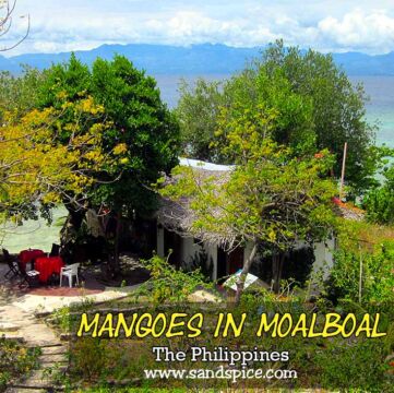 Mangoes Moalboal